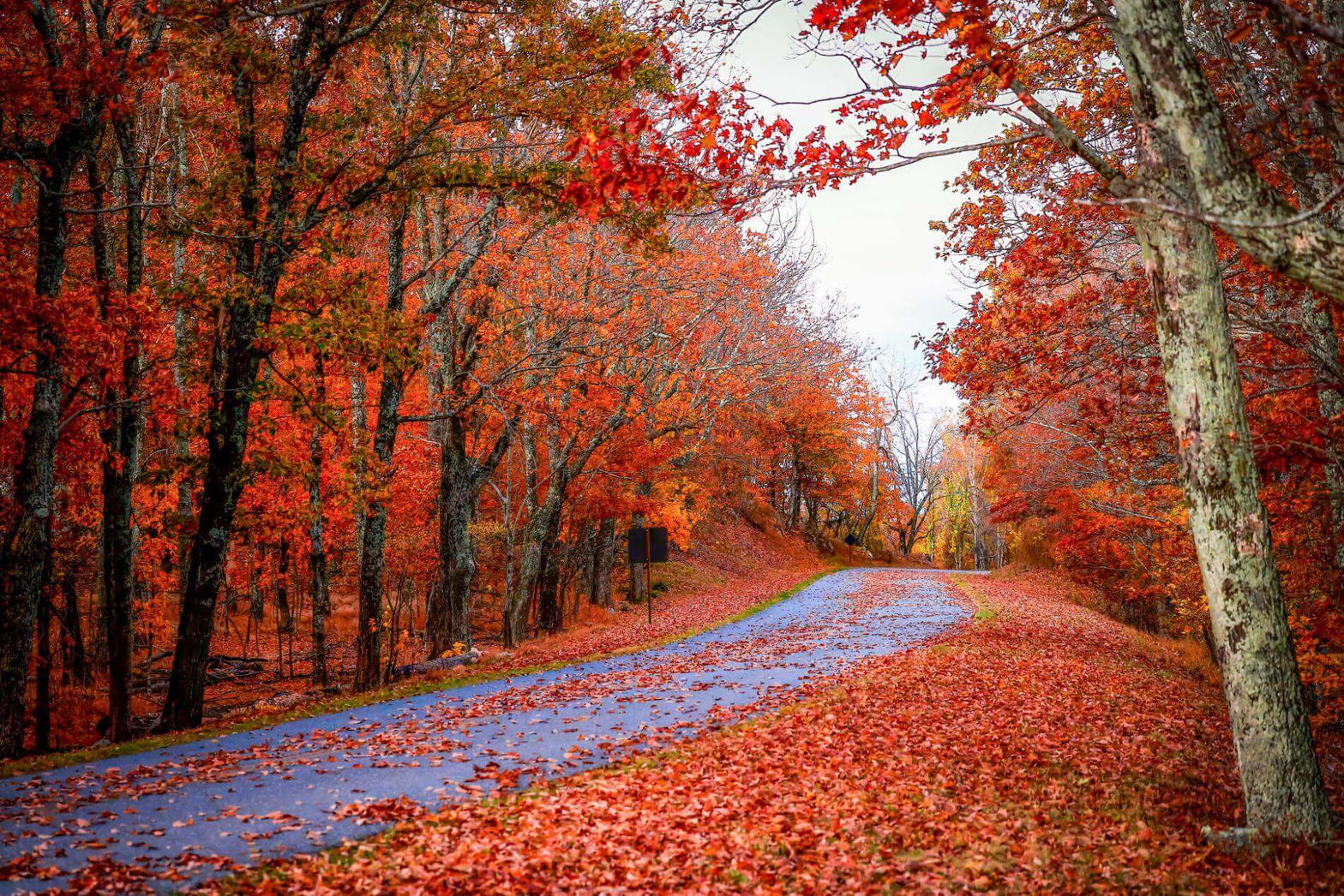 Red leaf tunnel road